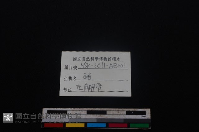 豬骨藏品圖，第3張