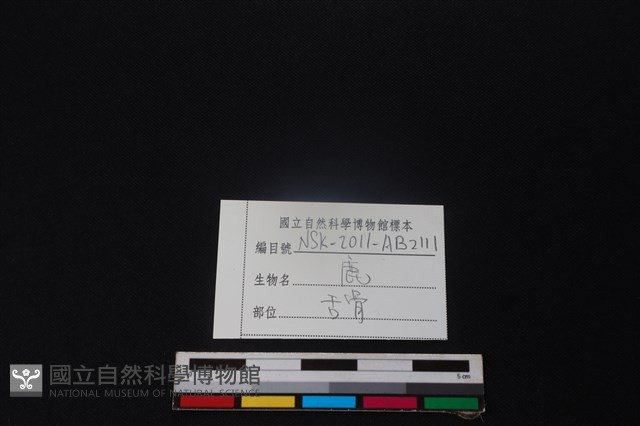 鹿骨藏品圖，第3張