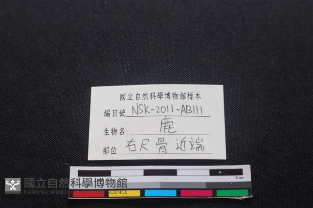 梅花鹿骨藏品圖，第3張