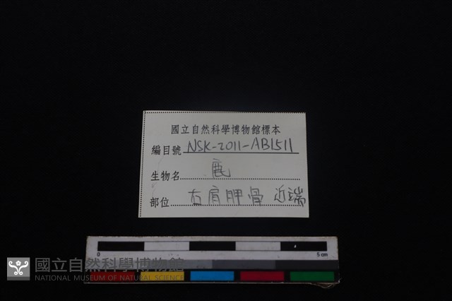 梅花鹿骨藏品圖，第3張