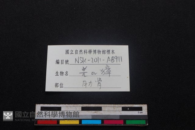 鹿科骨藏品圖，第3張