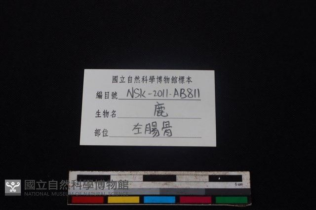 梅花鹿骨藏品圖，第3張