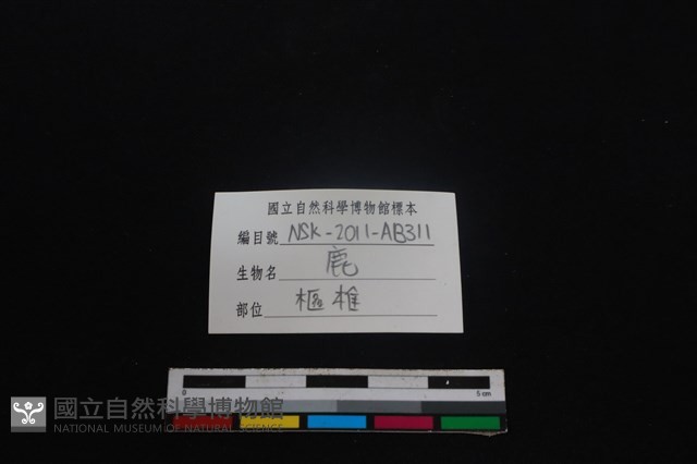 梅花鹿骨藏品圖，第3張