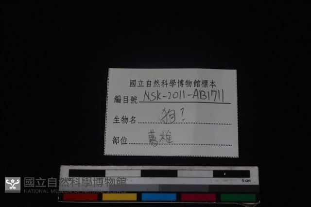 狗骨藏品圖，第3張