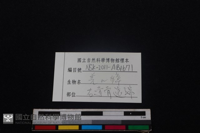鹿科骨藏品圖，第3張