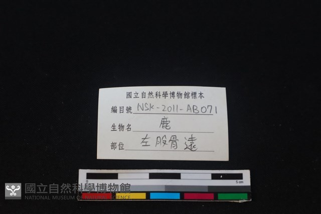 梅花鹿骨藏品圖，第3張