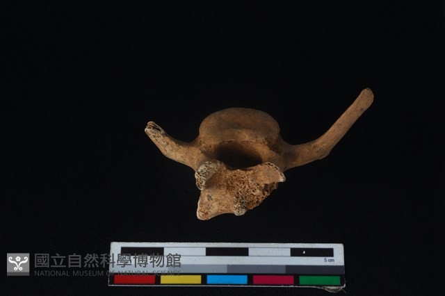 狗骨藏品圖，第3張