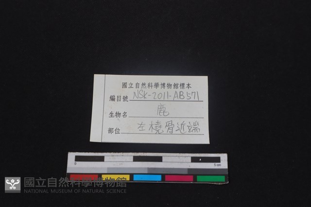 梅花鹿骨藏品圖，第3張