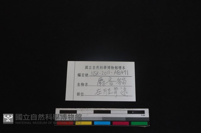 麝香貓骨藏品圖，第3張