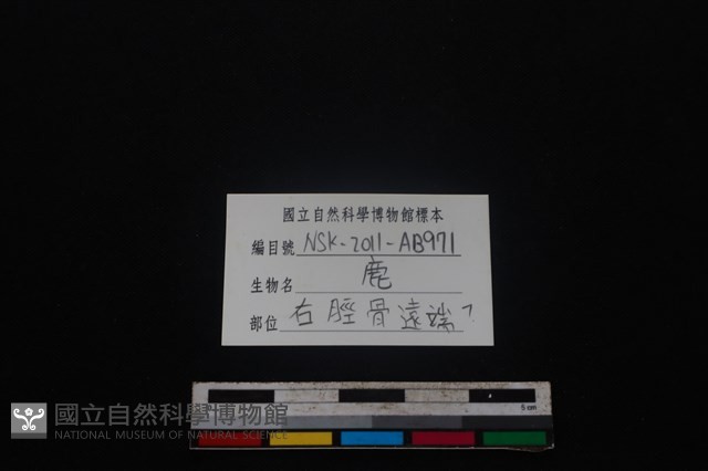 梅花鹿骨藏品圖，第3張