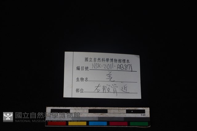 山羌骨藏品圖，第3張