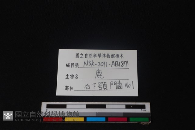 梅花鹿骨藏品圖，第3張