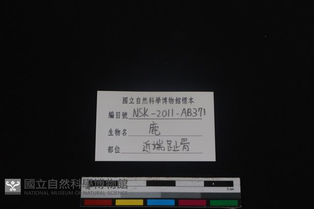 梅花鹿骨藏品圖，第3張