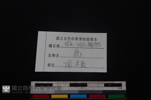 梅花鹿骨藏品圖，第3張