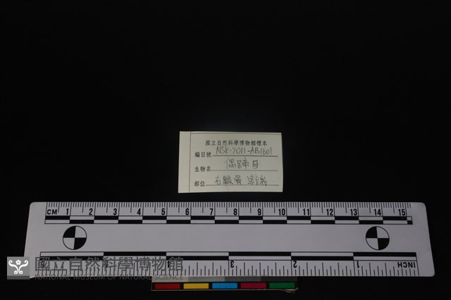 偶蹄目骨藏品圖，第3張