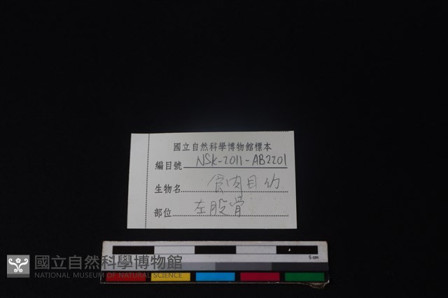 食肉目骨藏品圖，第3張