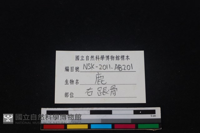 梅花鹿骨藏品圖，第3張