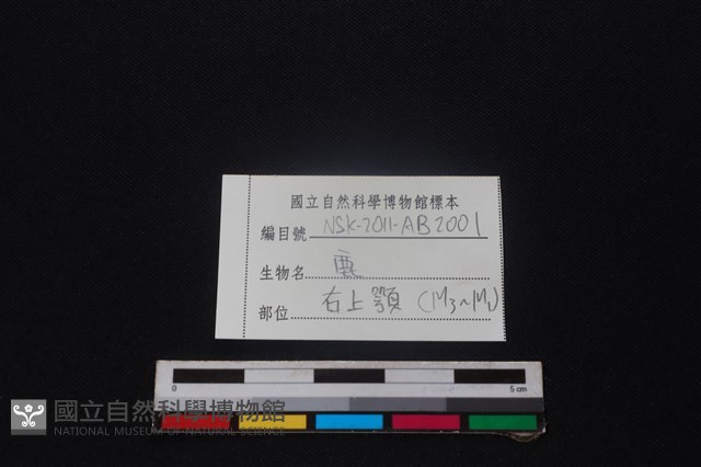 梅花鹿骨藏品圖，第3張