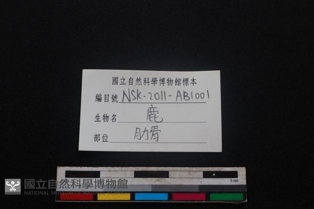 梅花鹿骨藏品圖，第3張