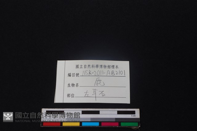 鹿骨藏品圖，第3張