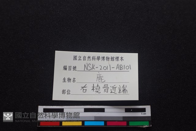 梅花鹿骨藏品圖，第3張