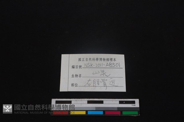 山羌骨藏品圖，第3張