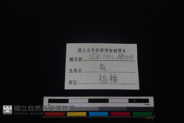 梅花鹿骨藏品圖，第3張