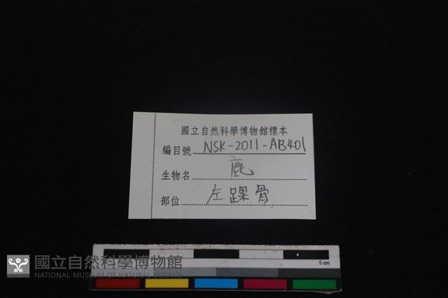 梅花鹿骨藏品圖，第3張