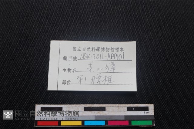 鹿科骨藏品圖，第3張