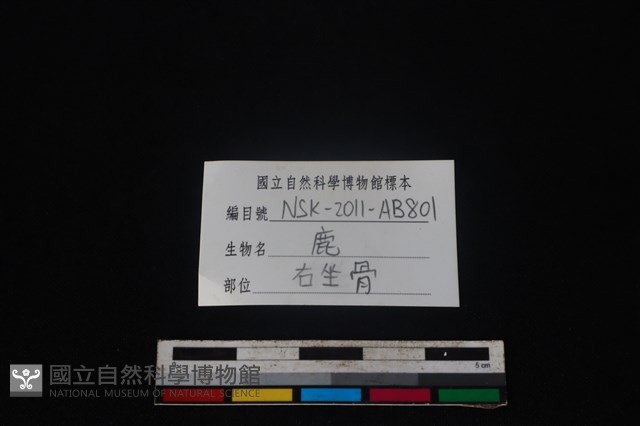 梅花鹿骨藏品圖，第3張
