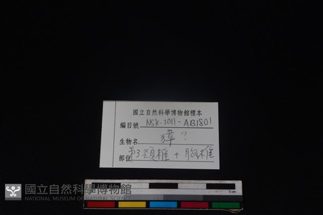 獐骨藏品圖，第3張