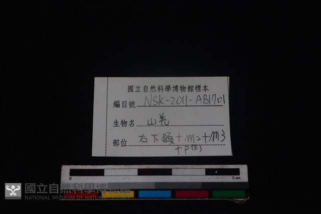 山羌骨藏品圖，第3張
