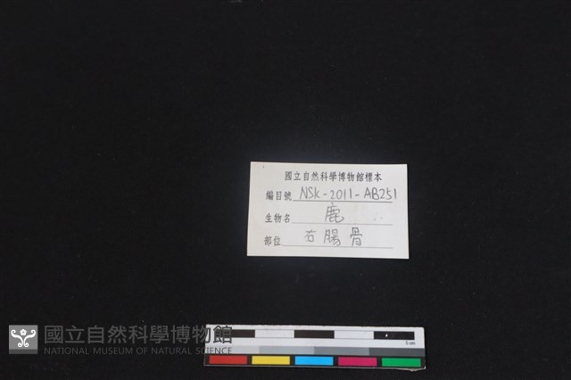 梅花鹿骨藏品圖，第3張