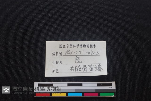 梅花鹿骨藏品圖，第3張