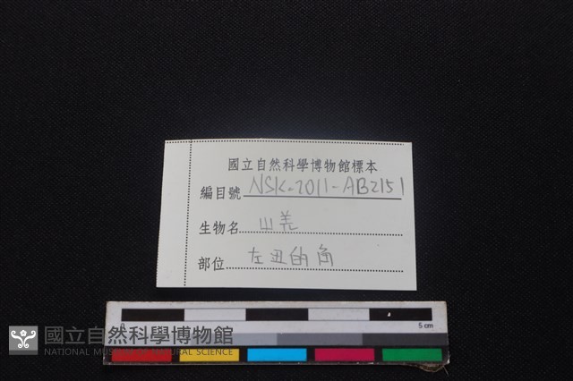 山羌骨藏品圖，第3張