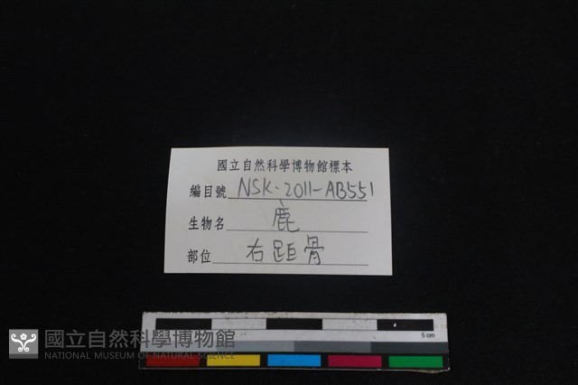 梅花鹿骨藏品圖，第3張