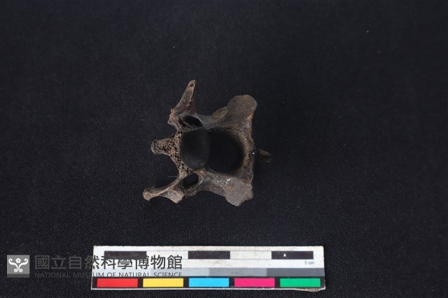 獐骨藏品圖，第3張