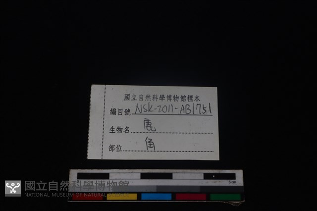 梅花鹿骨藏品圖，第3張
