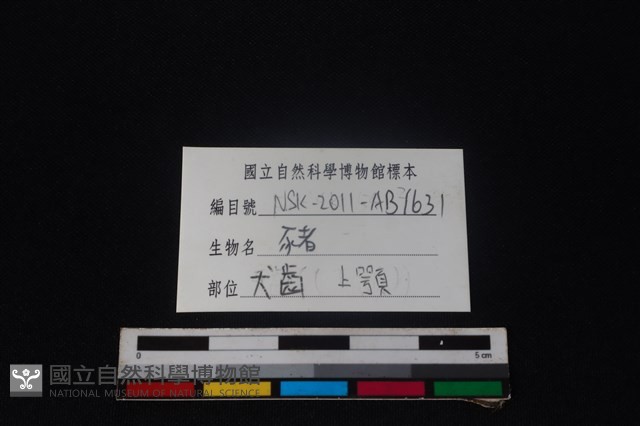 豬骨藏品圖，第3張