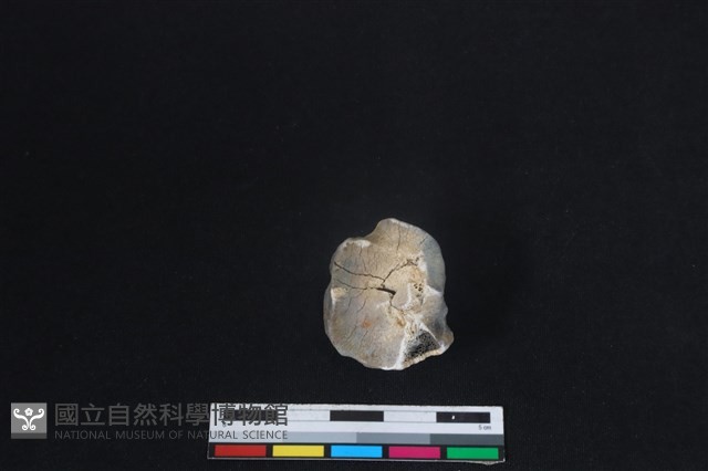 梅花鹿骨藏品圖，第3張