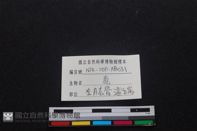 梅花鹿骨藏品圖，第3張