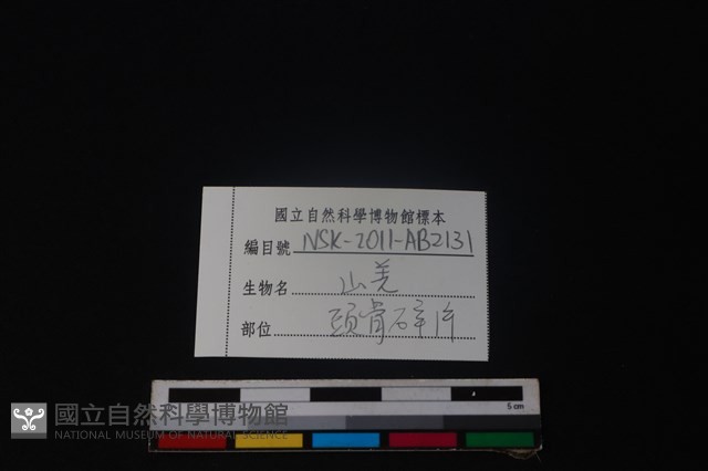 山羌骨藏品圖，第3張