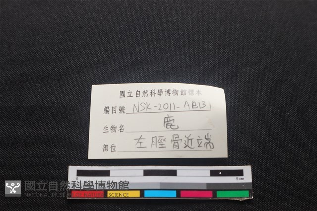 梅花鹿骨藏品圖，第3張