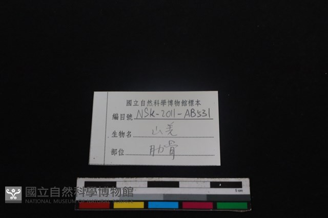 山羌骨藏品圖，第3張