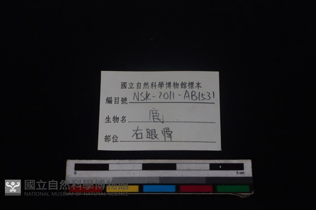 梅花鹿骨藏品圖，第3張