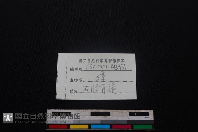 獐骨藏品圖，第3張