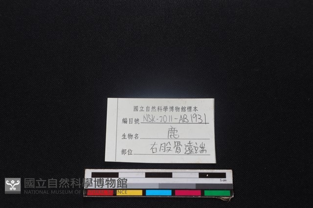 梅花鹿骨藏品圖，第3張