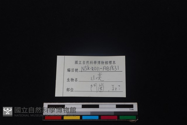 山羌骨藏品圖，第3張