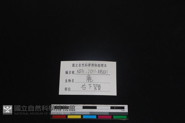 梅花鹿骨藏品圖，第3張