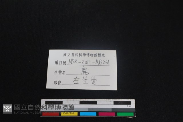 梅花鹿骨藏品圖，第3張